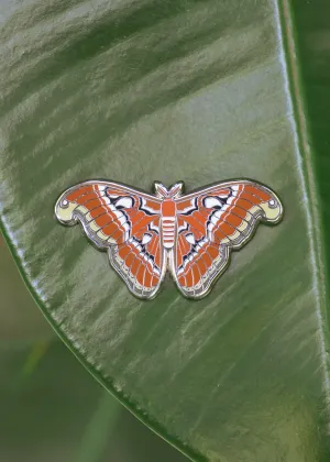 Atlas Moth Pin