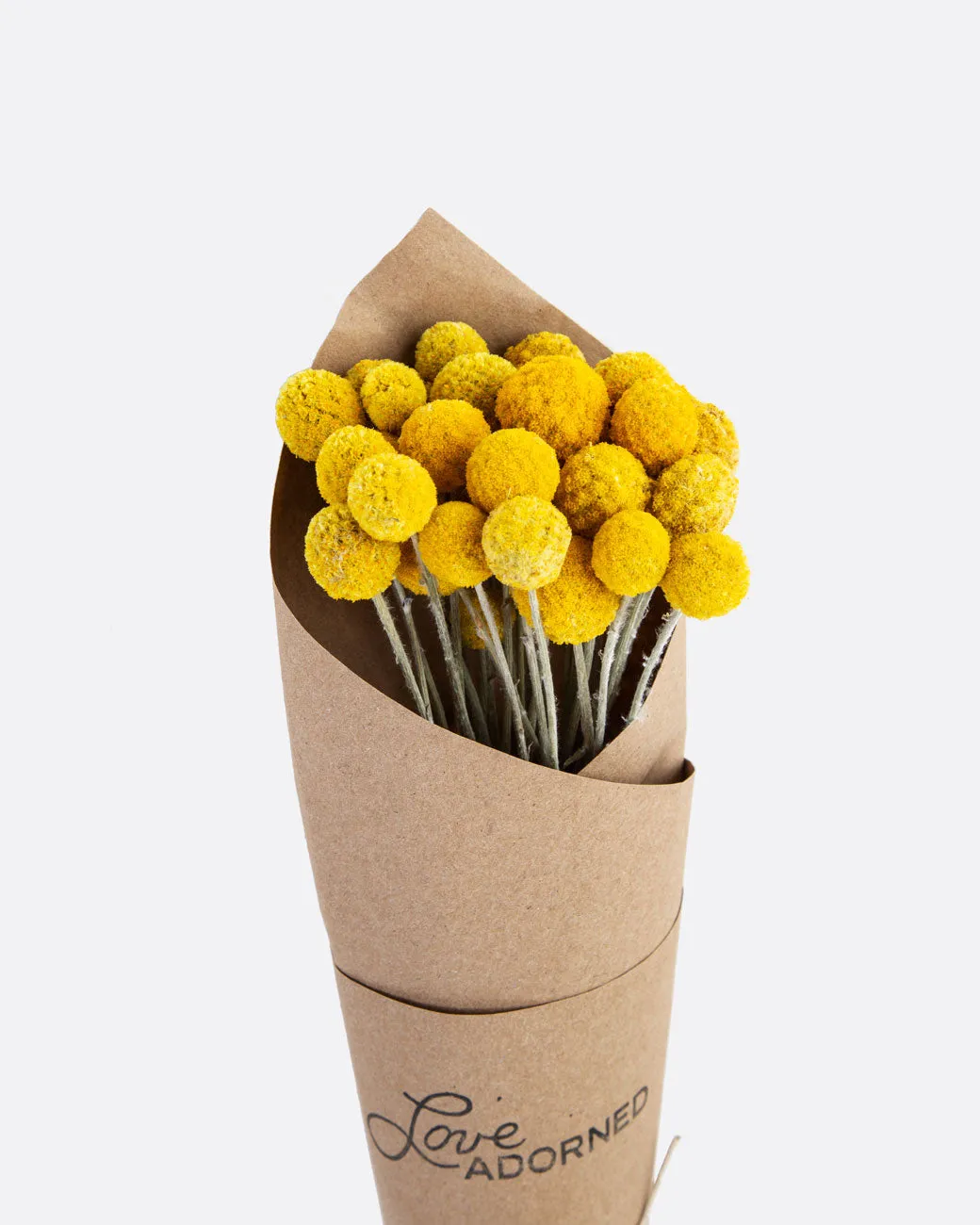 Billy Buttons