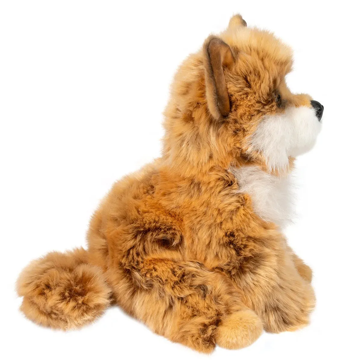 Douglas - Dove Pomsky
