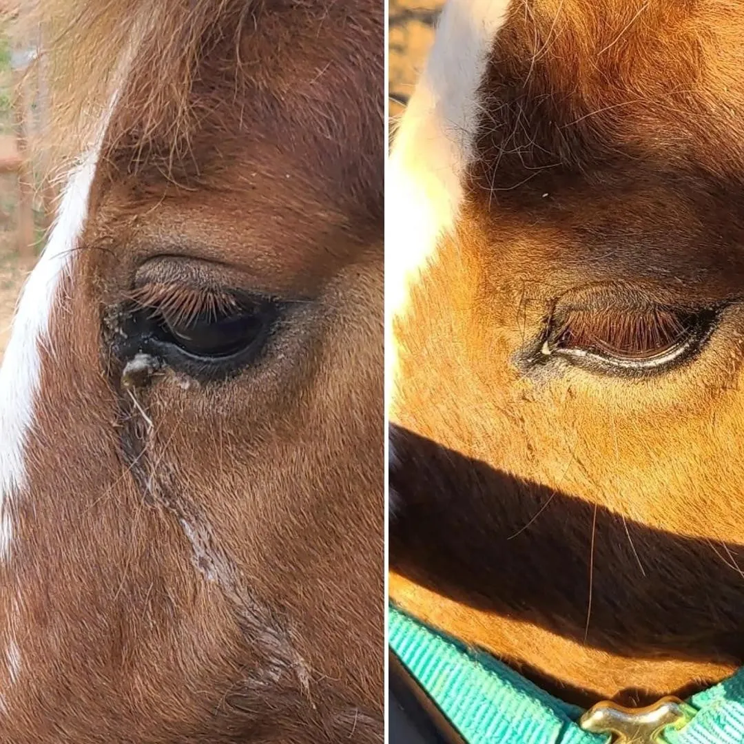Eye, Nose & Ear Wipe