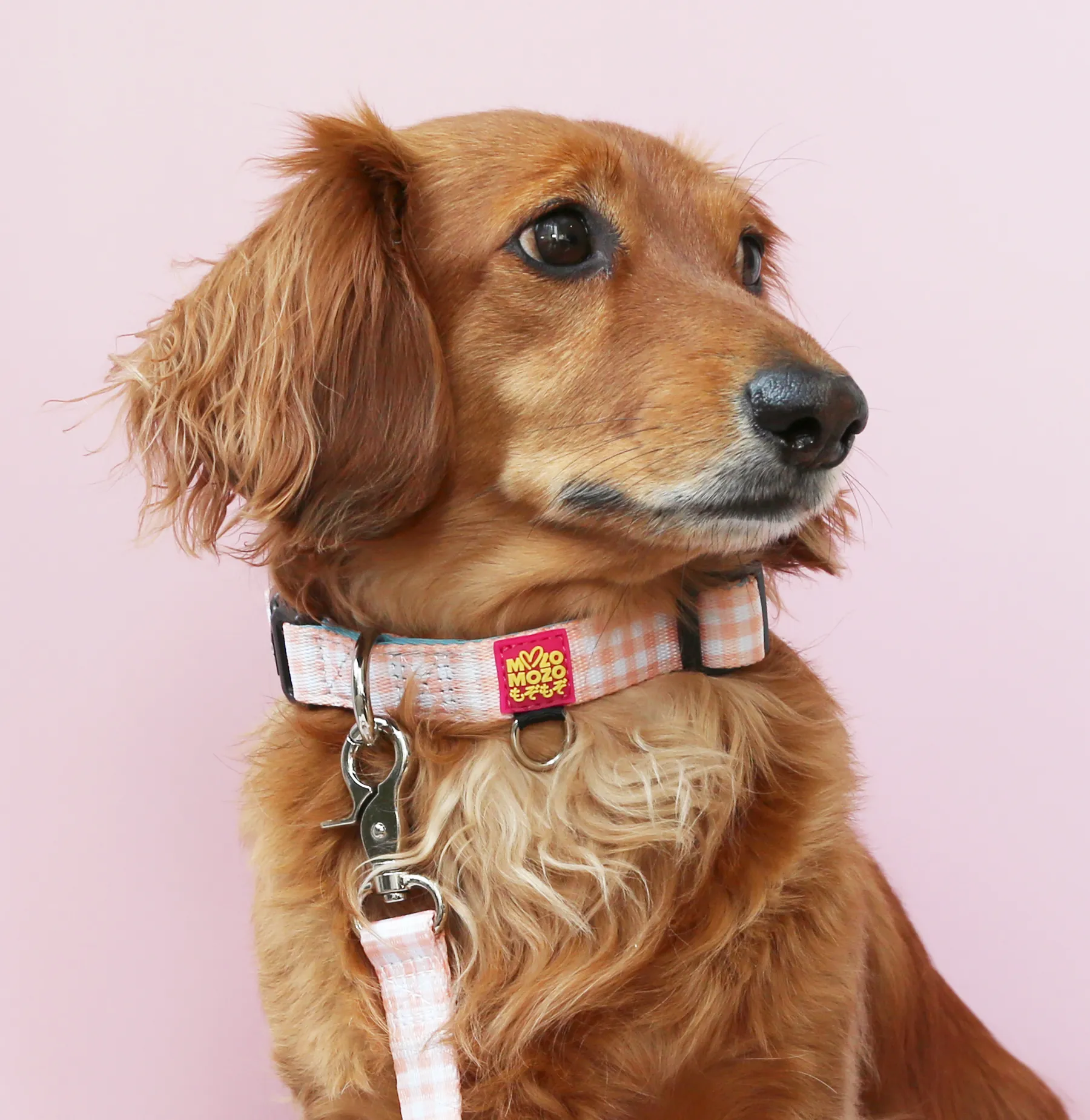 Honey gingham collar
