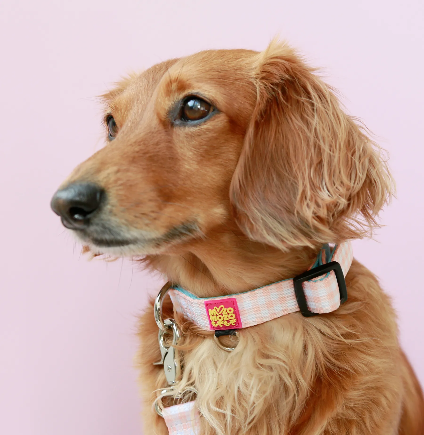 Honey gingham collar