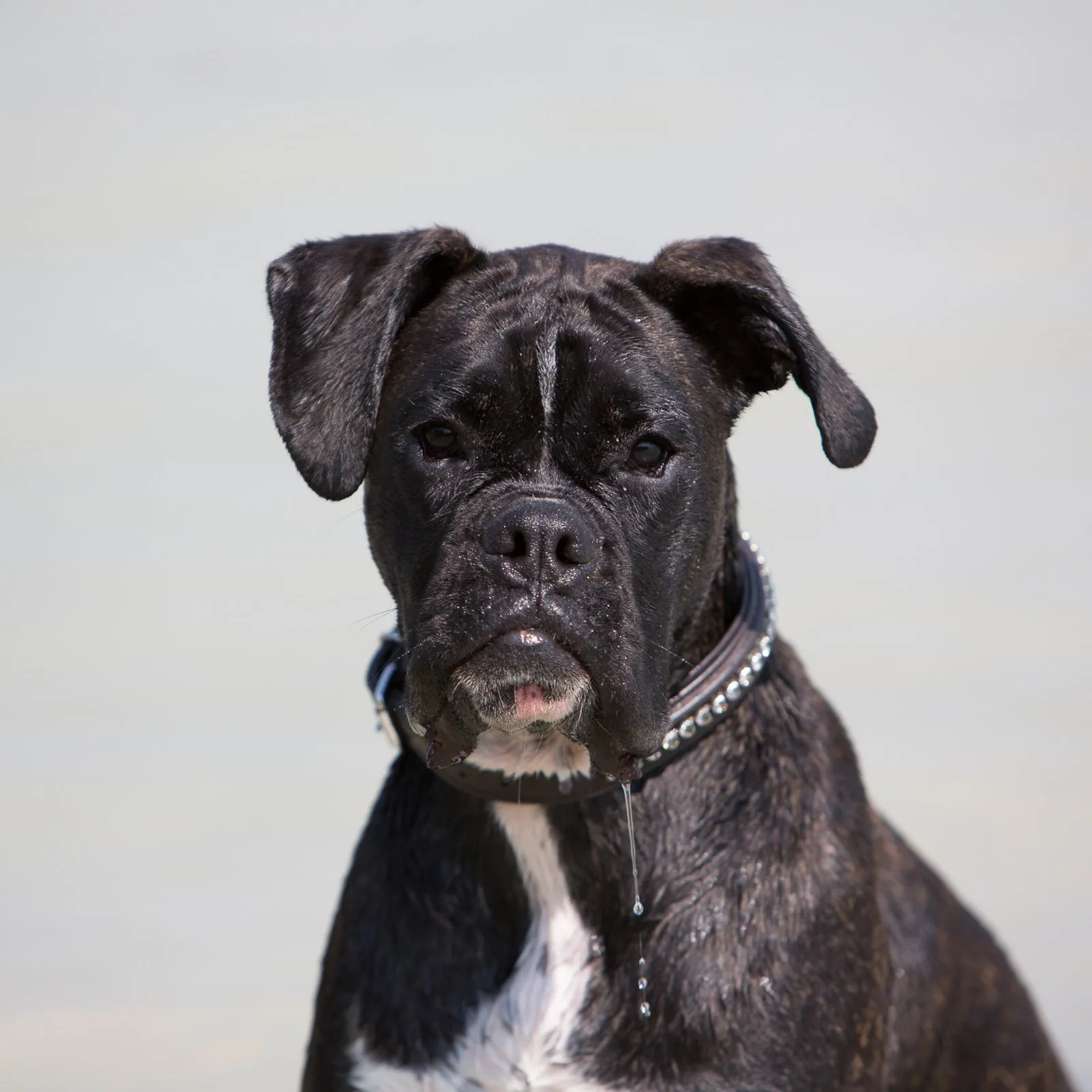 Kieffer Ultrasoft® Leather Dog Collar Collection