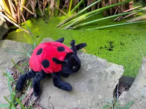 Ladybug