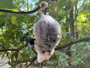 Oliver Possum