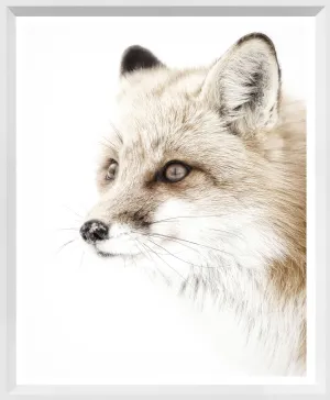 Red Fox