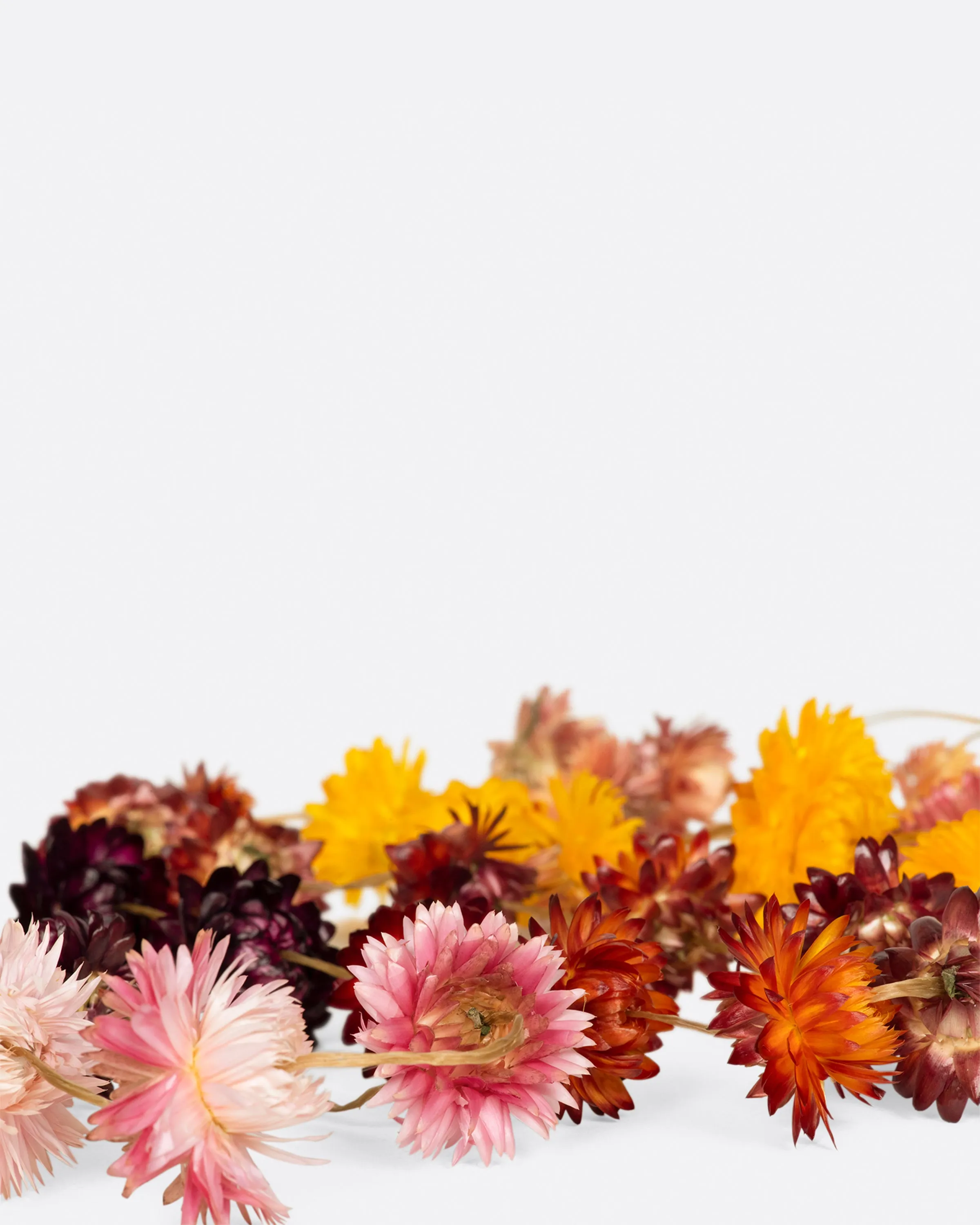 Strawflower Garland