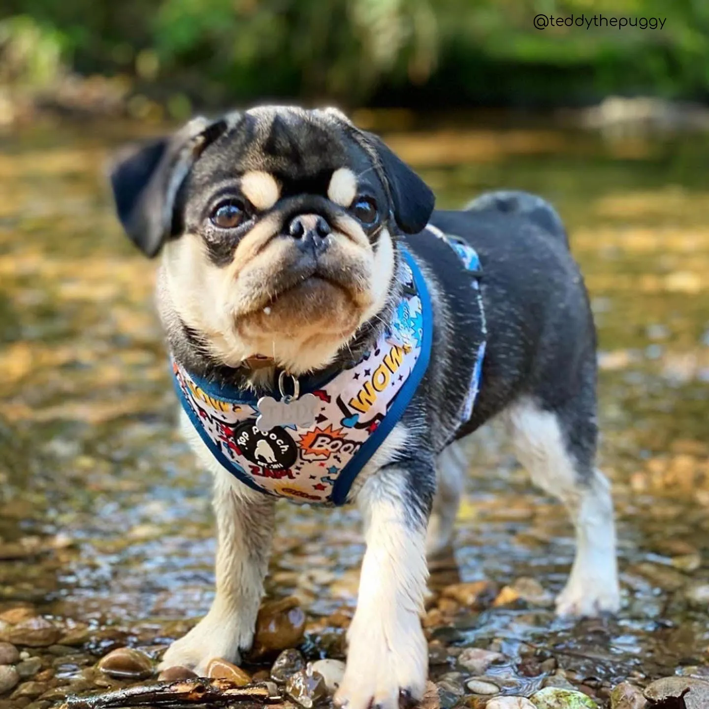Superhero Dog Harness